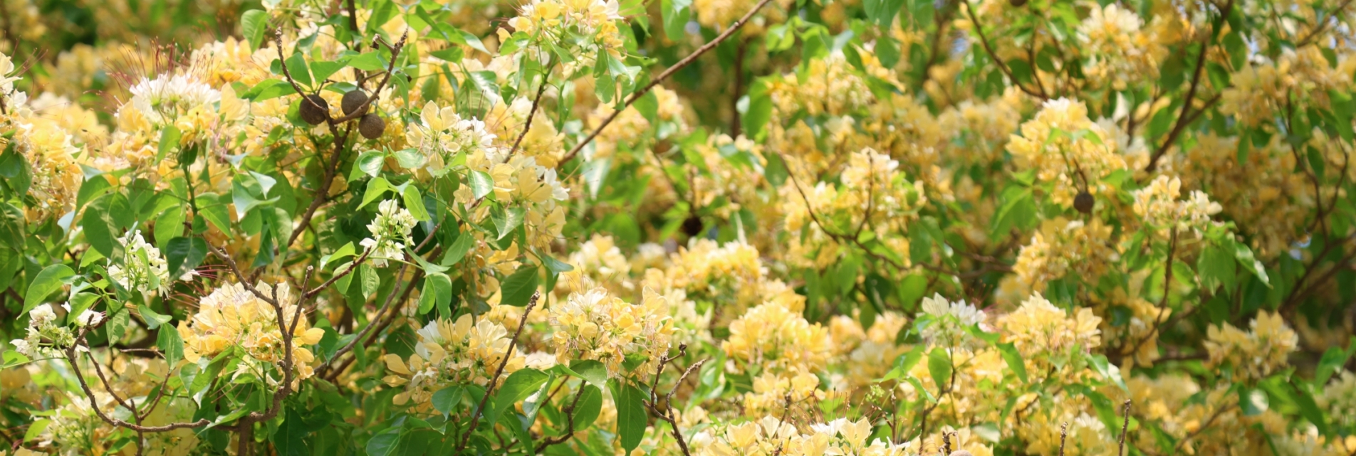 6B4A0460_(1)